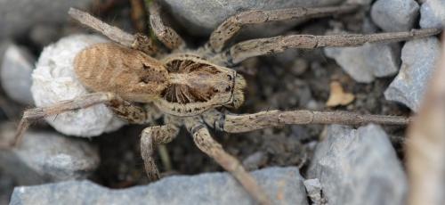 Hogna radiata